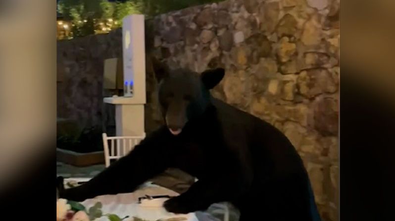 Na svatbu dorazil i zvědavý medvěd